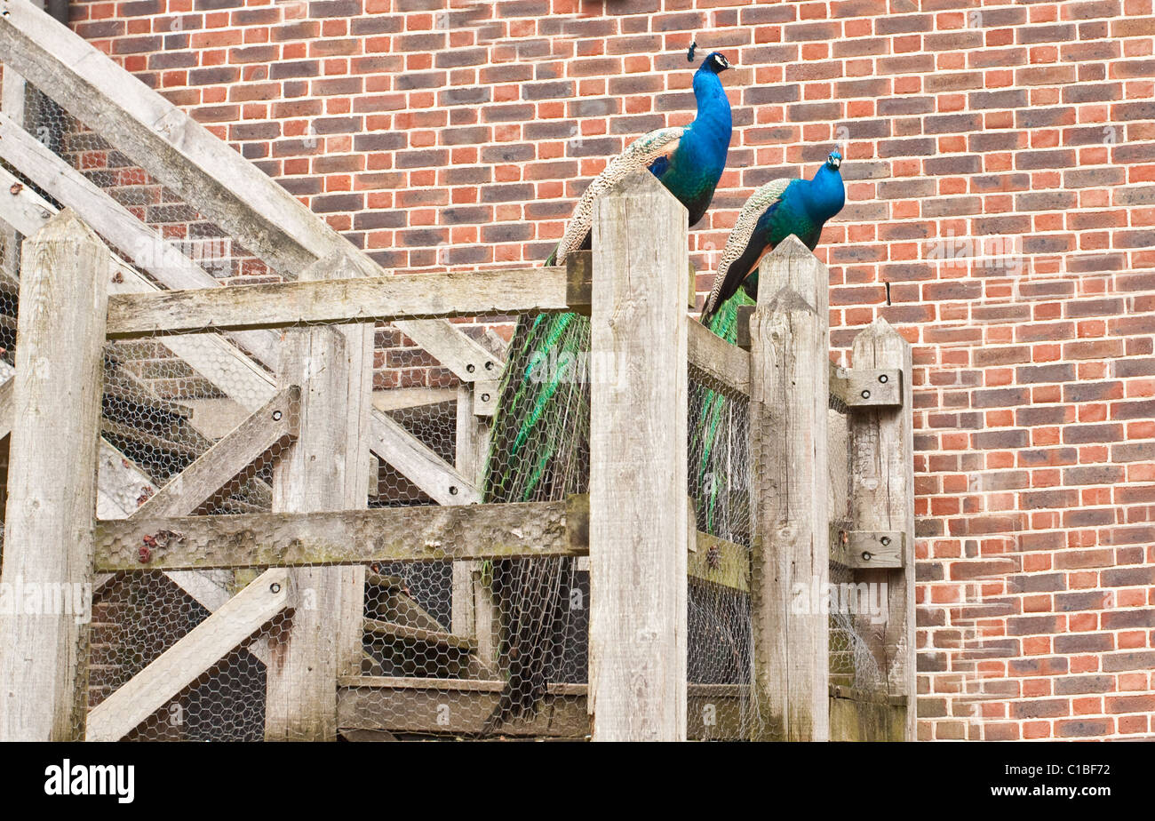 Zwei Pfauen sitzen auf Geländer Stockfoto
