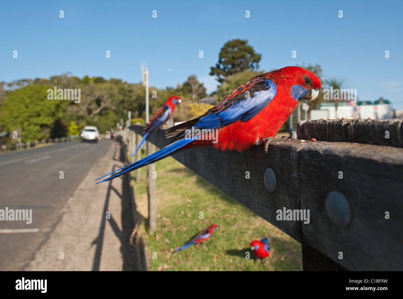 Crimson Rosella Platycercus Elegans bei O' Reilly es Lamington NP Queensland Australia Stockfoto