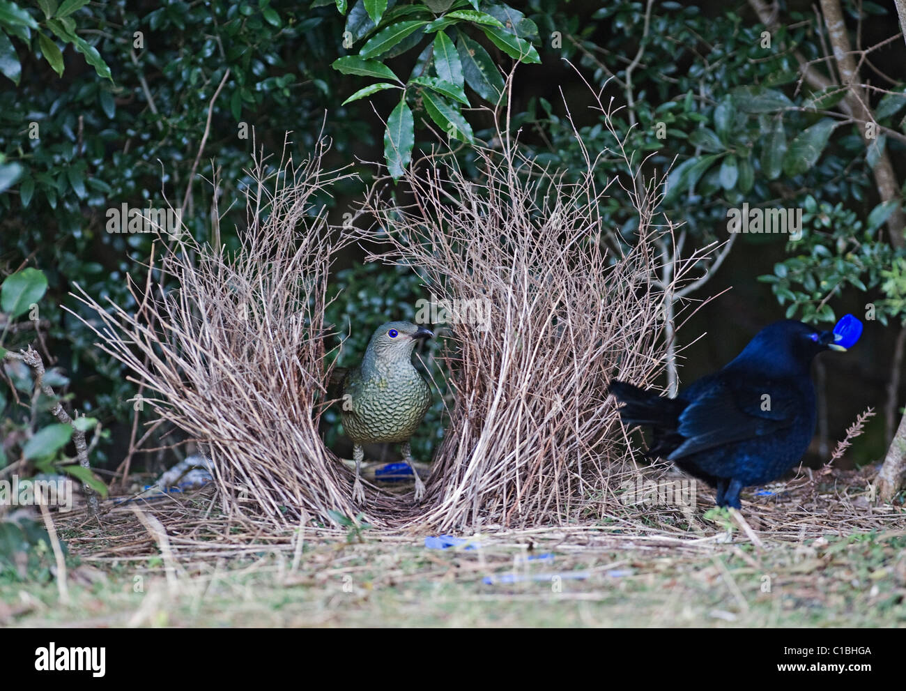 Satin Laubenvogel Ptilonorhynchus Violaceus weiblichen Besuch Bower Lamington NP Queensland Australien September Stockfoto