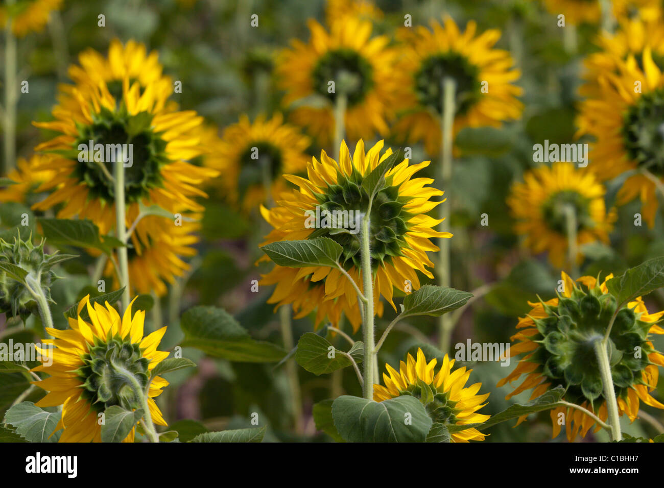 Feld von Sonnenblumen mit Blick zurück auf Blüte Stockfoto