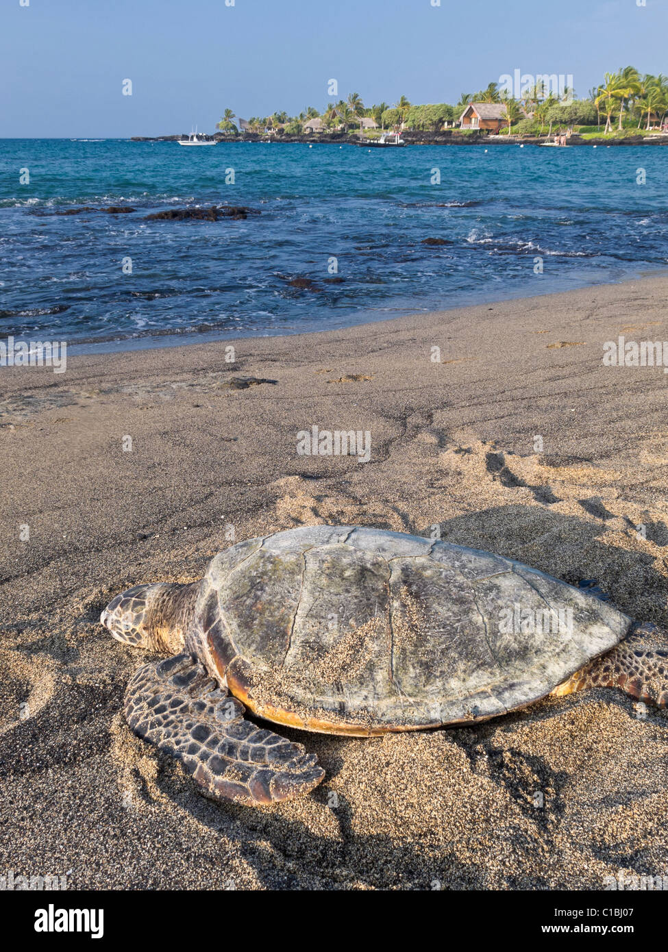 Grüne Meeresschildkröte Köpfe für Kahuwai Bay in Kona, Hawaii Stockfoto