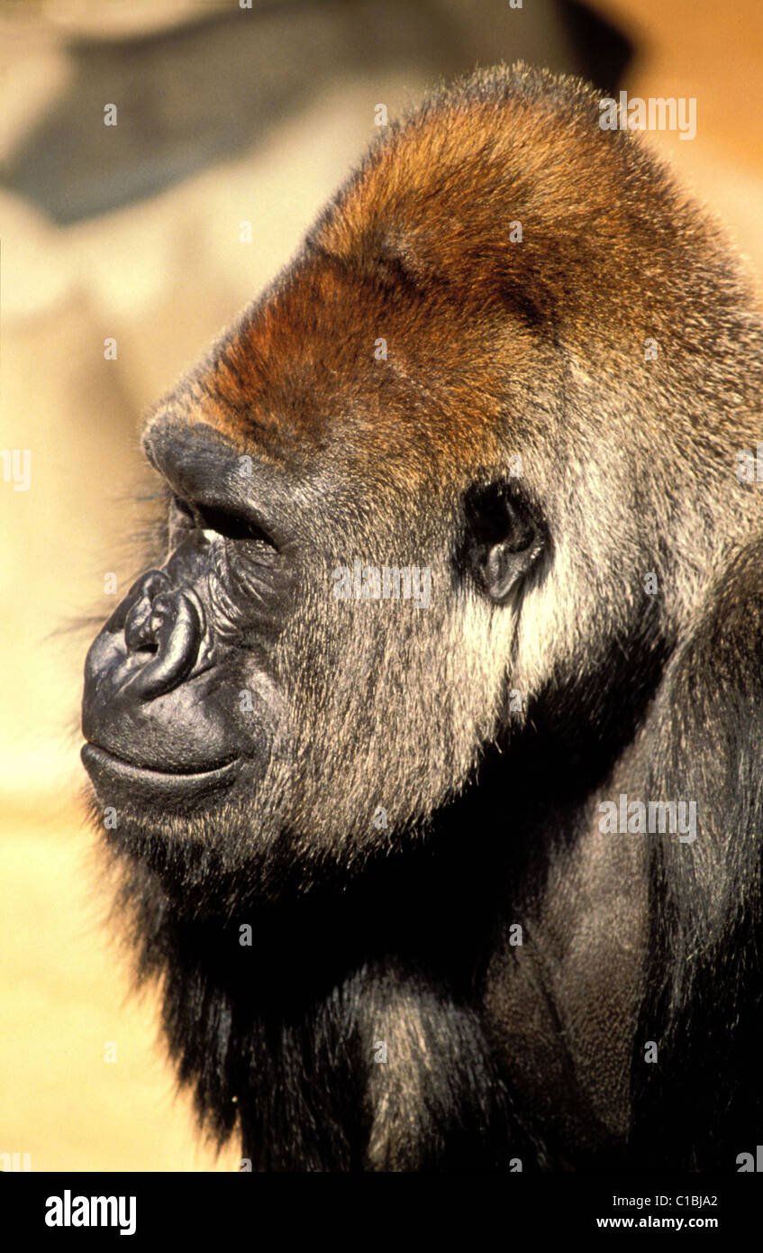 USA, California, San Diego, der Zoo, gorilla Stockfoto
