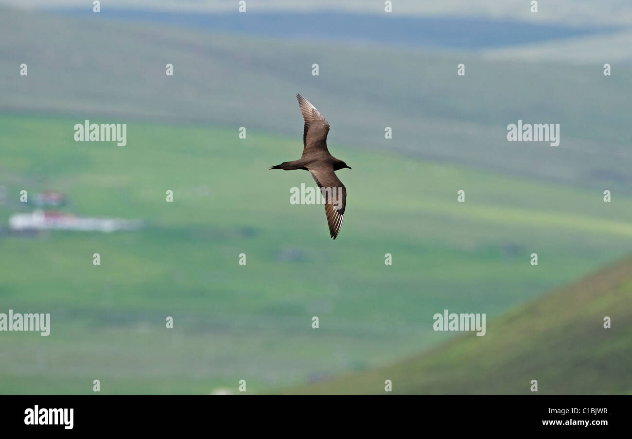 Arctic Skua (parasitäre Jaeger) Stercorarius Parasiticus Unst Shetland Juni Stockfoto