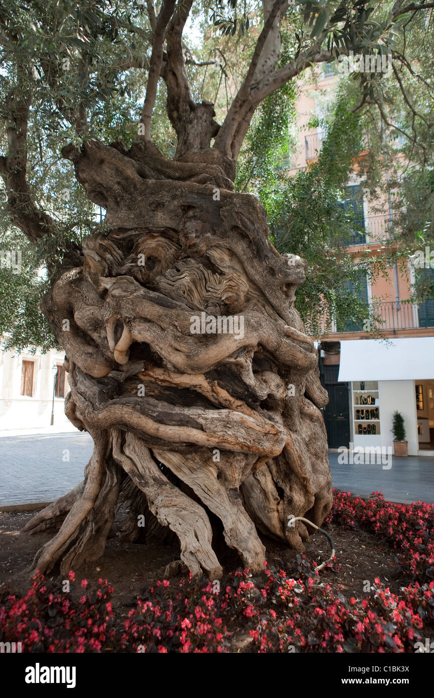 Olivenbaum alten säkularen Placa Cort Palma de Mallorca Mallorca Balearen Spanien Stockfoto
