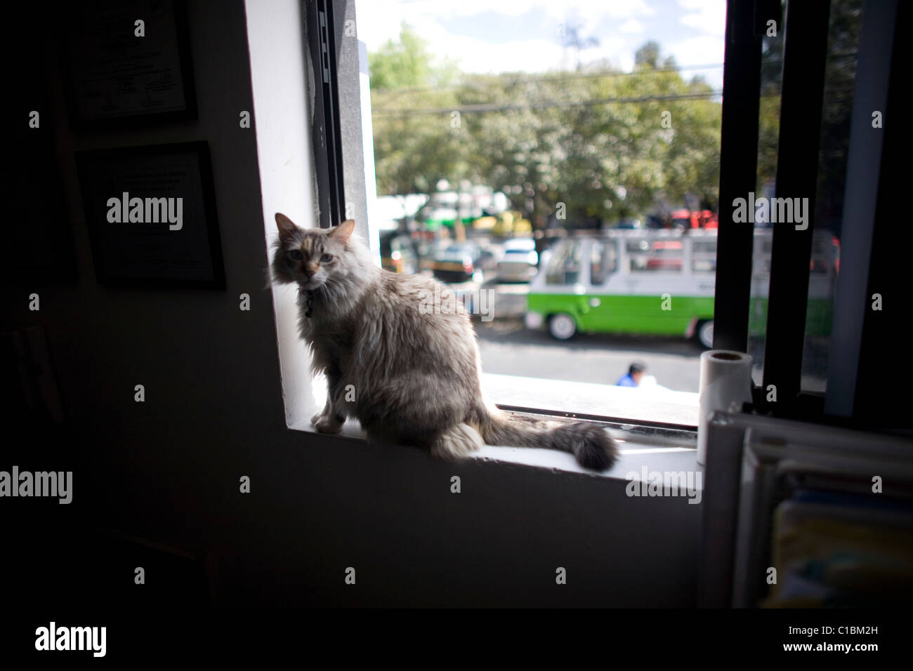 Eine weibliche Katze steht auf einem Fenster in einem Haustier-Krankenhaus in Condesa, Mexiko-Stadt, Mexiko, 5. Februar 2011. Stockfoto