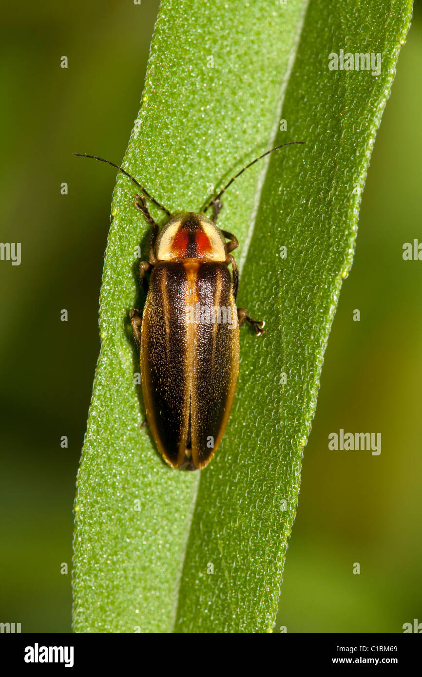 Firefly (weißen SP.) auf Blatt. Stockfoto