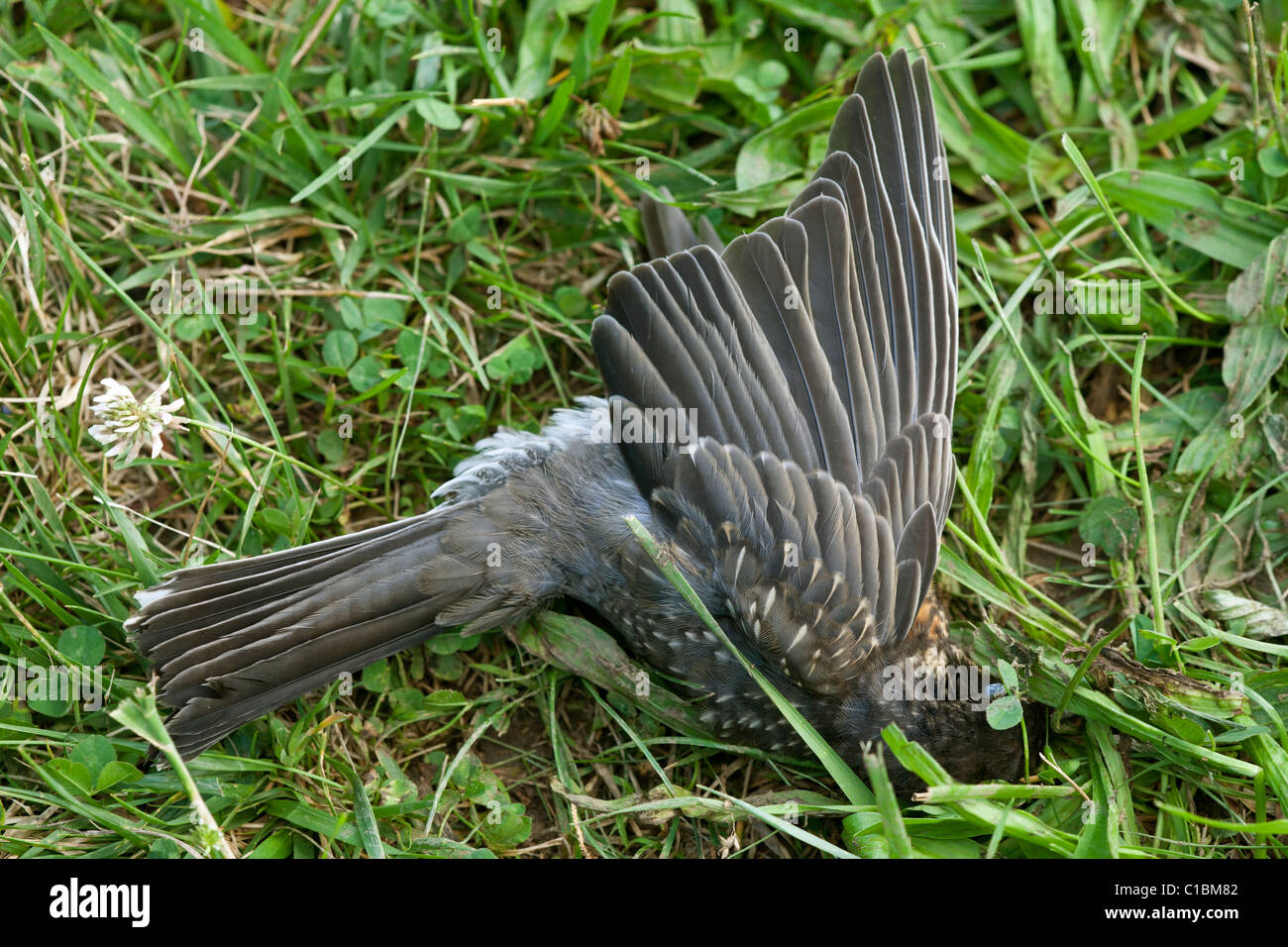 Toten Robin. Stockfoto
