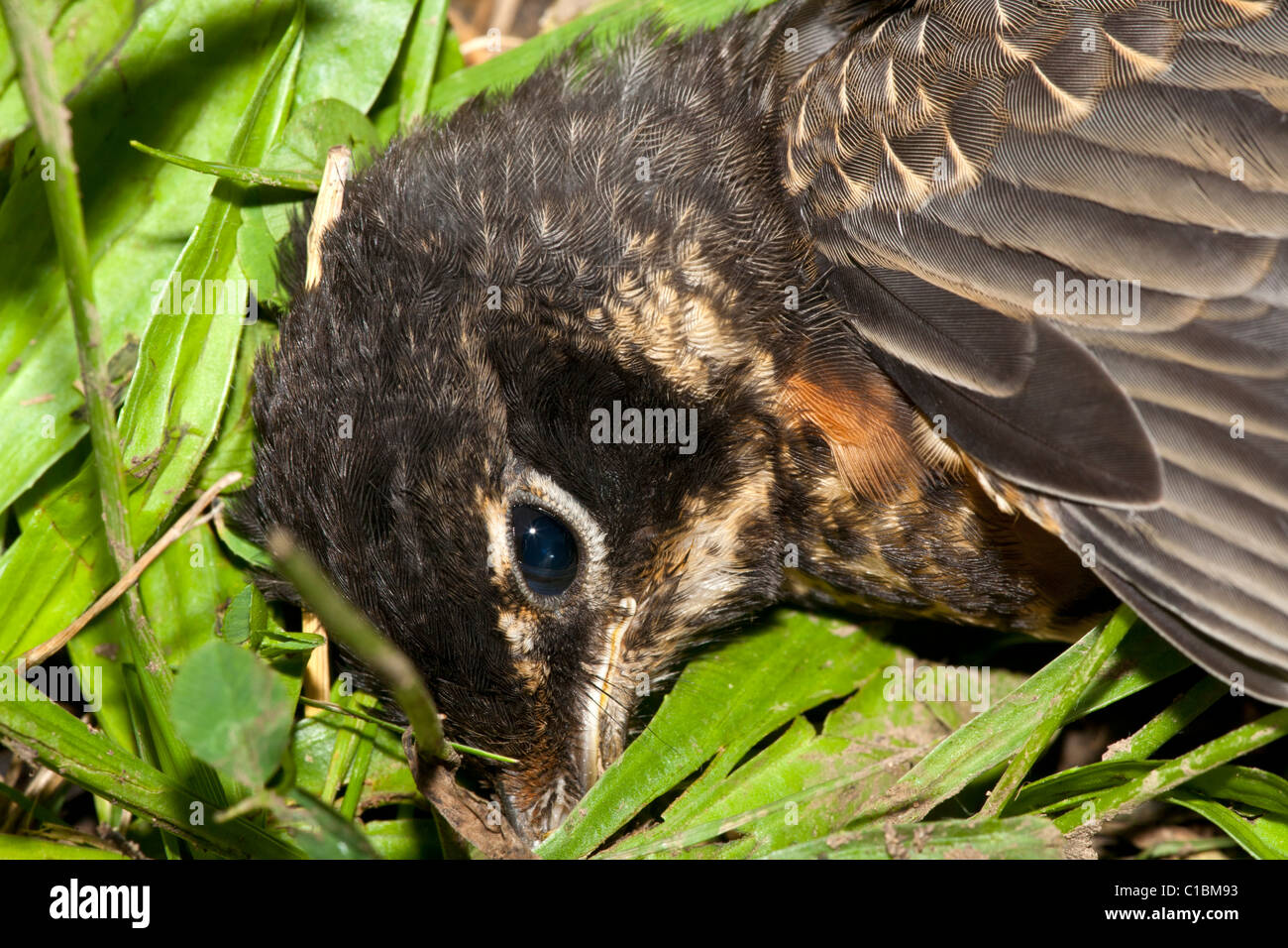 Toten Robin. Stockfoto