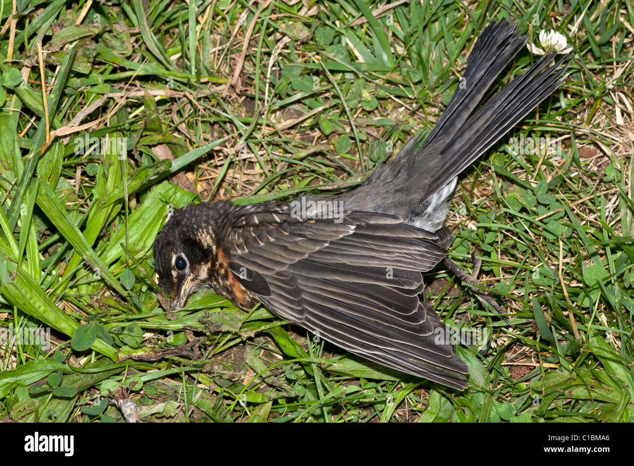Toten Robin. Stockfoto