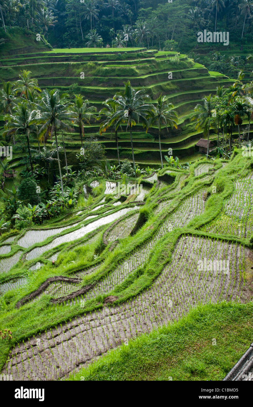 Terrassierte Reisfelder in der Nähe von Ubud in Bali Indonesien Stockfoto
