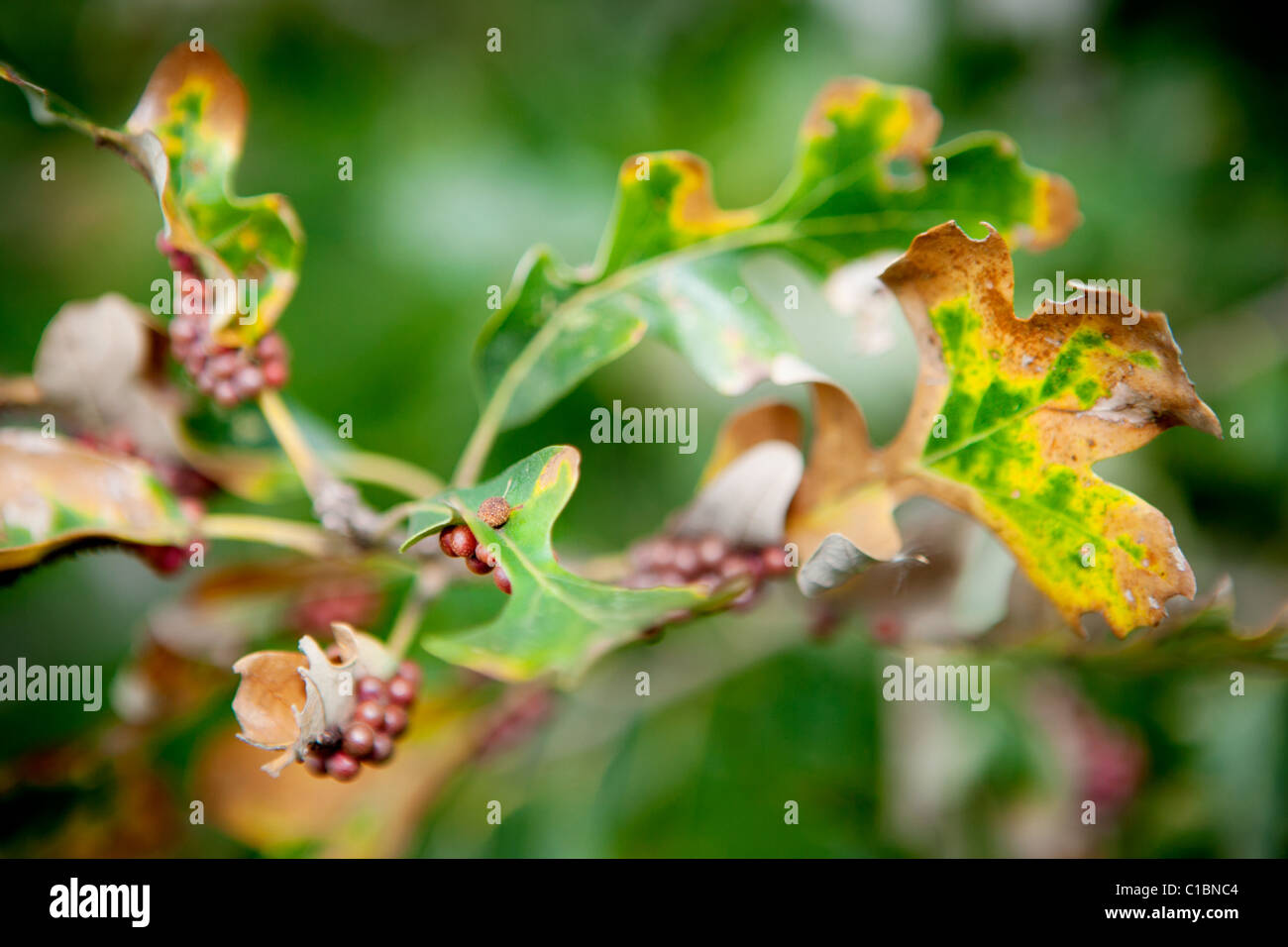 Kranke eiche -Fotos und -Bildmaterial in hoher Auflösung – Alamy