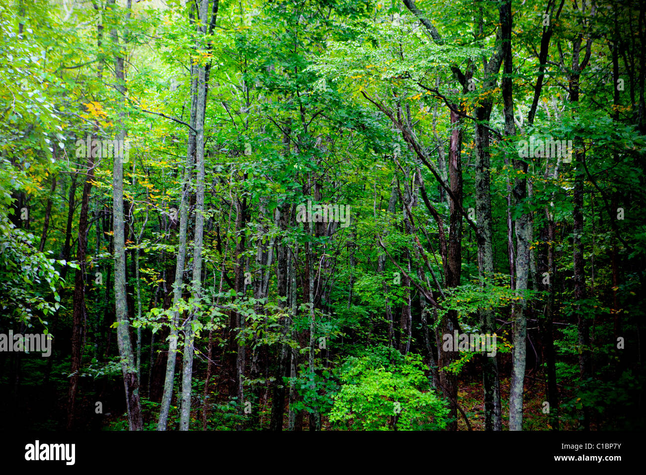 APPALACHIAN BERGE TRAIL WALD WALD BÄUME GRÜN DARK BLUE RIDGE NORTH CAROLINA NC-REISEN WANDERN WANDERUNG Stockfoto