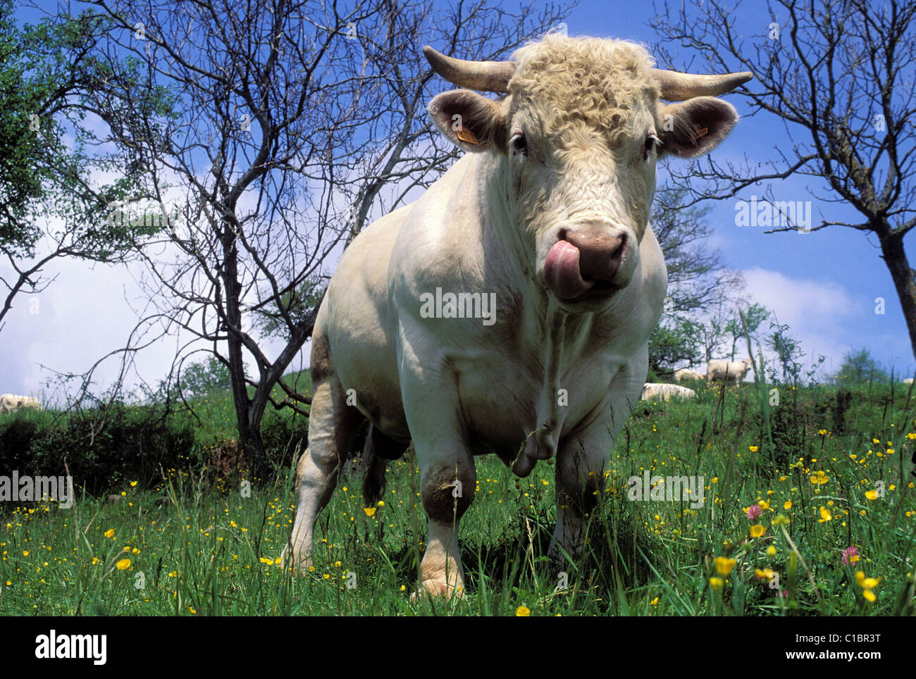 Frankreich, Puy de Dome, Charolais-Rechnung Stockfoto