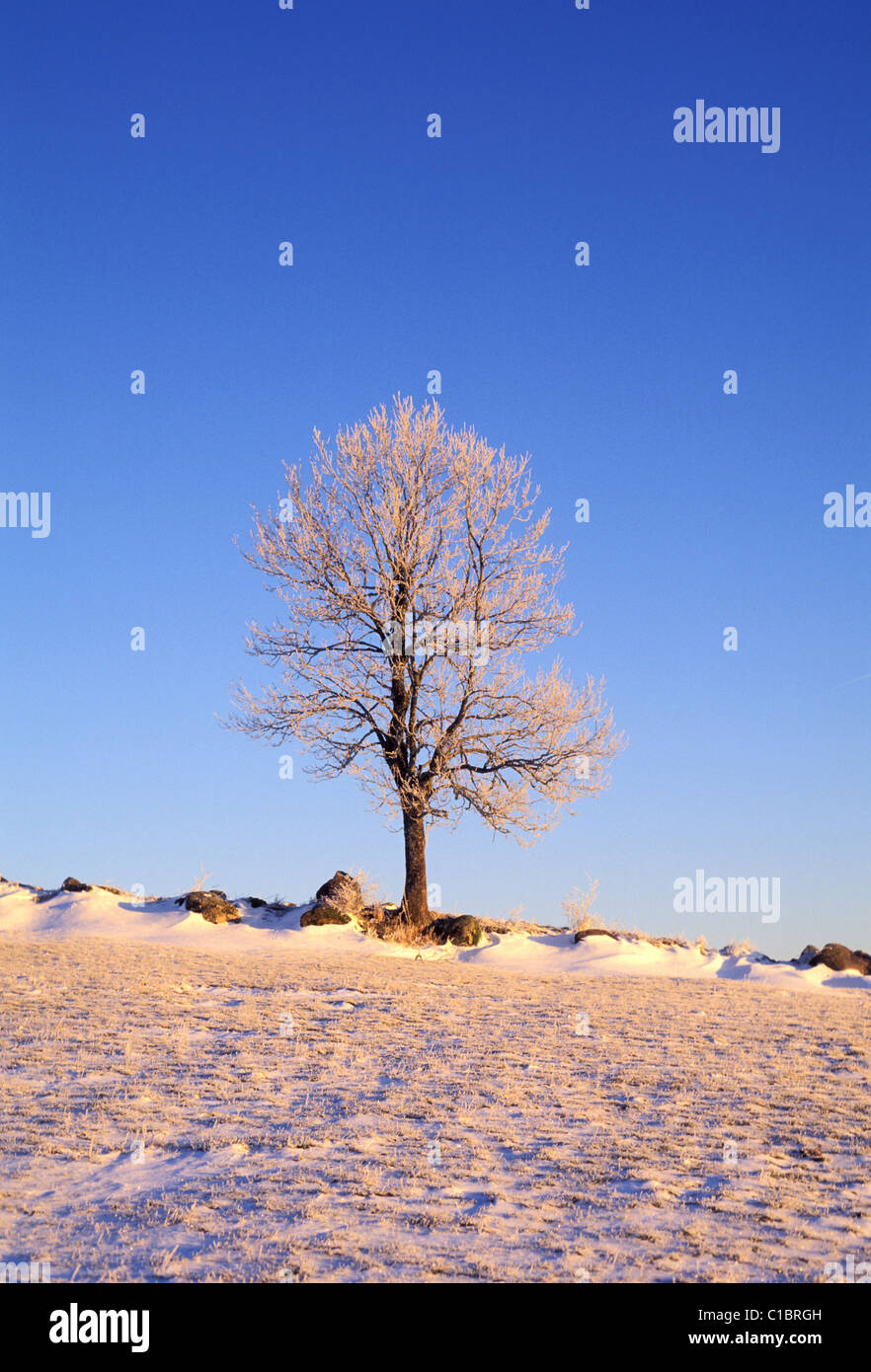 Frankreich, einer gemeinsamen Esche im Winter (Fraxinus Excelsior) Stockfoto