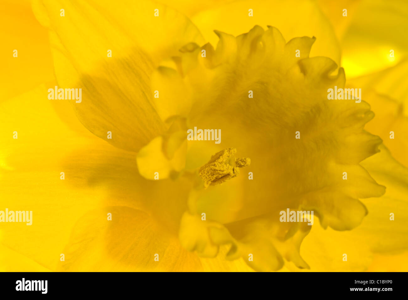 Gelb - Narzissen im Frühjahr Stockfoto