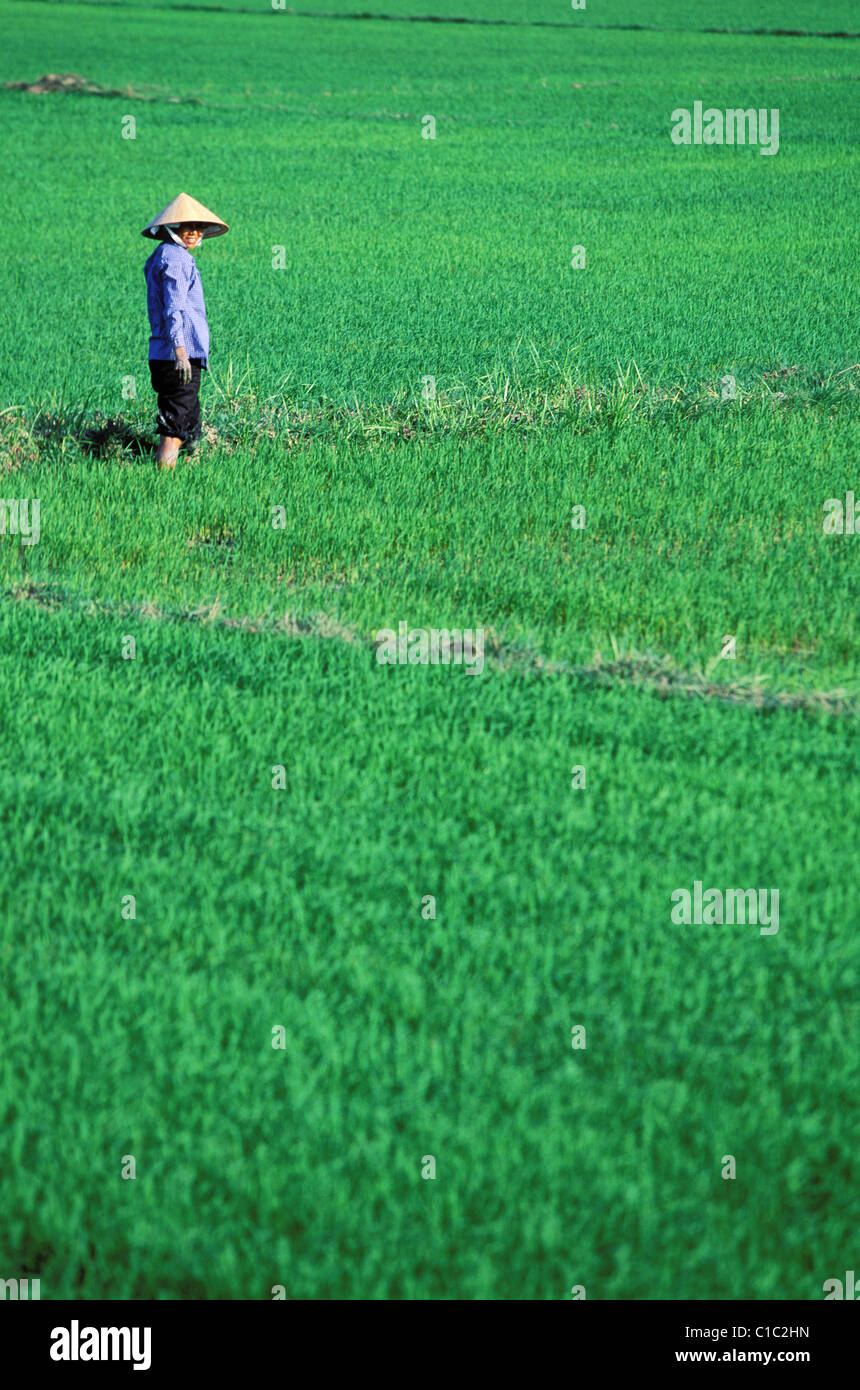 Vietnam, Nha Trang Region, stechen Sie den Reis Stockfoto