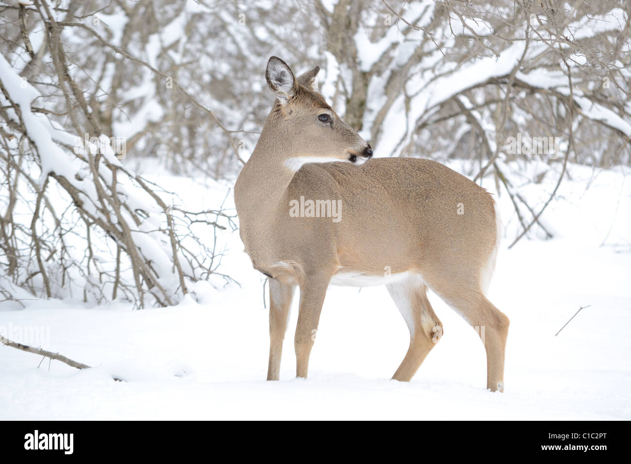 Whitetail Deer Doe stehen in den Wäldern im Winter. Stockfoto