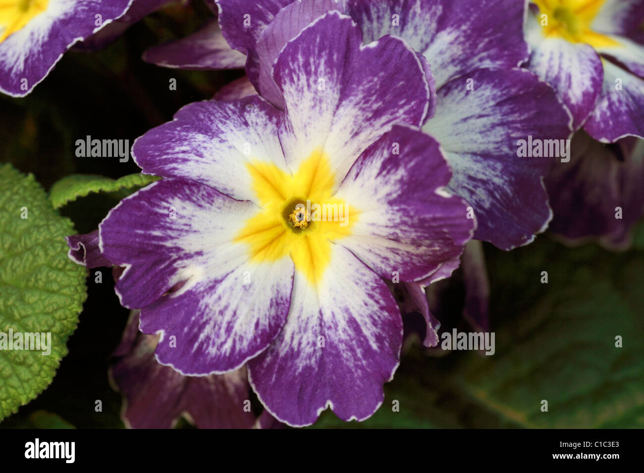 Primula Vulgaris, die UK native Primel. Frühlingsblumen im Wald gefunden Stockfoto