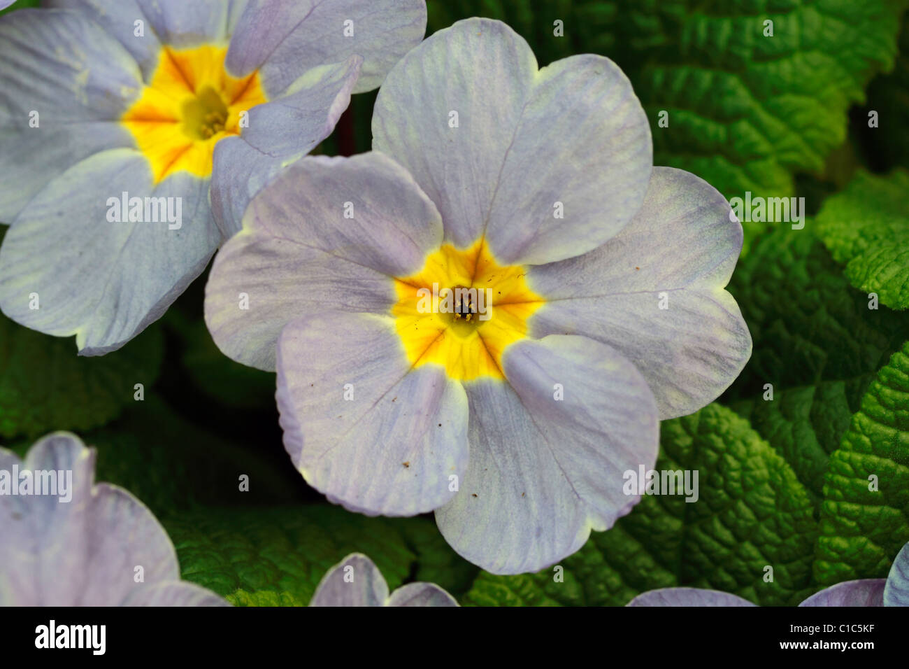 Primula Vulgaris, F1 Vanilla Sky, die UK native Primel. Frühlingsblumen im Wald gefunden Stockfoto