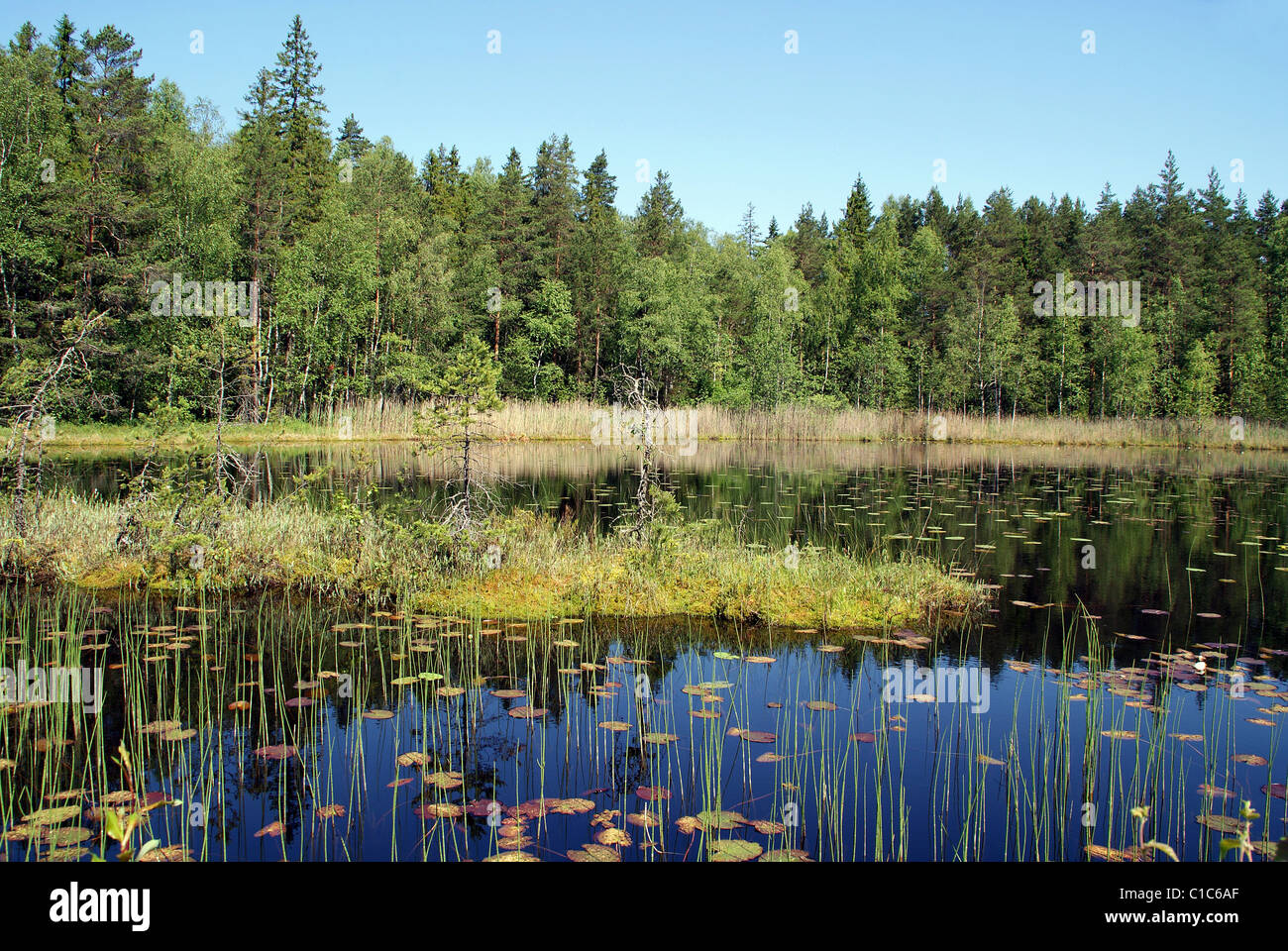 Ruhigem Marschland See in Finnland Stockfoto