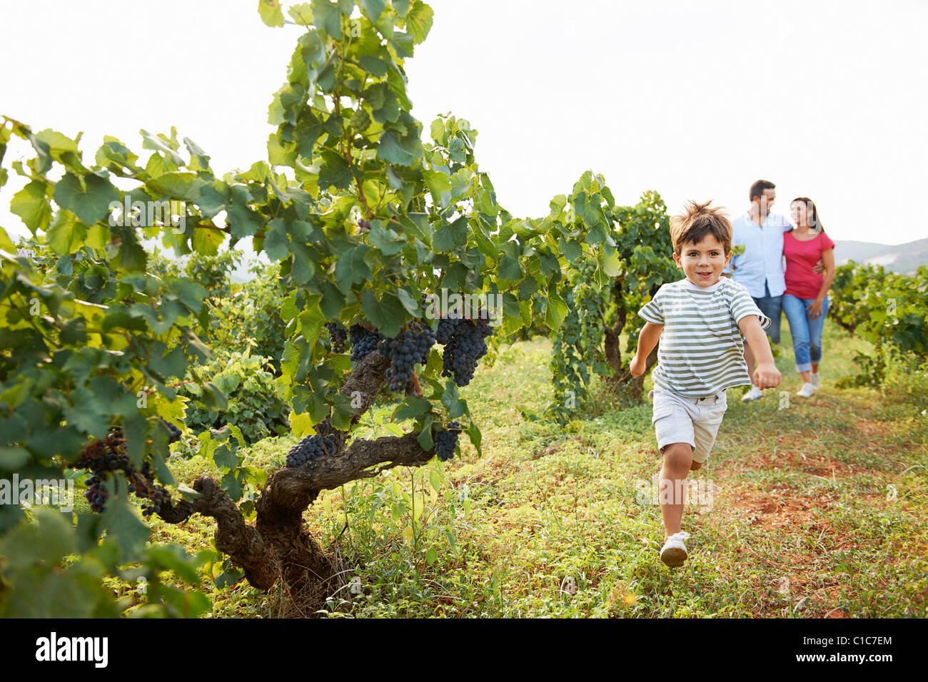 Familie im Weinberg Stockfoto