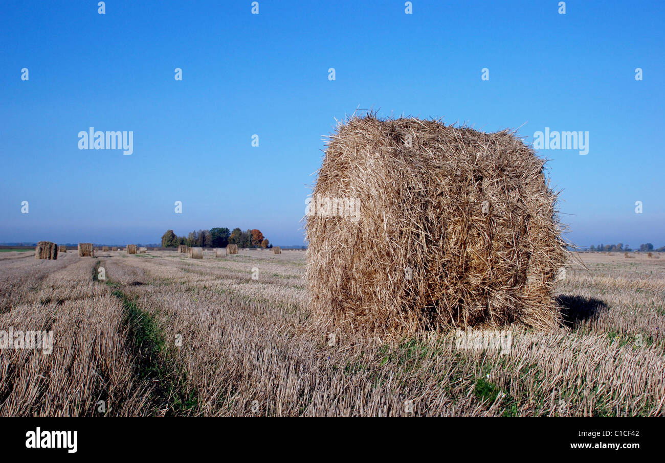 Strohballen prognostiziert Herbst im Spätsommer Stockfoto