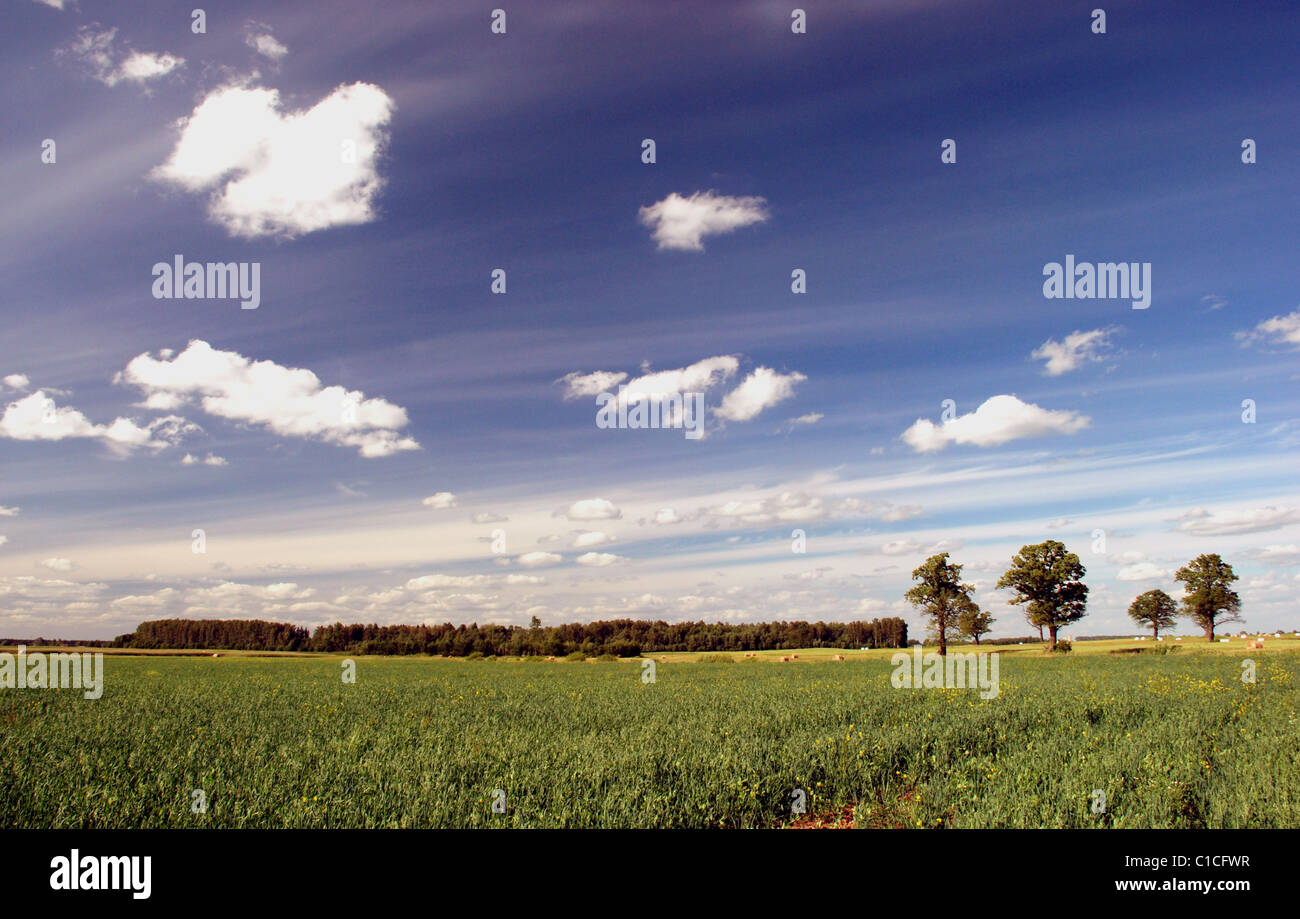 Agrarische Sommerlandschaft mit Eichen und Hain Stockfoto