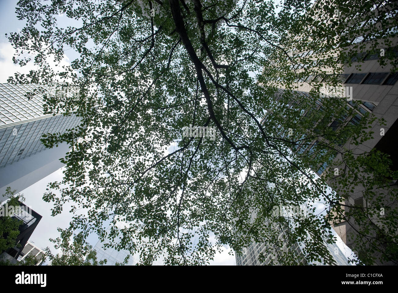 Nach oben durch einen Baum in der Mitte von Manhattan, New York City, USA Stockfoto