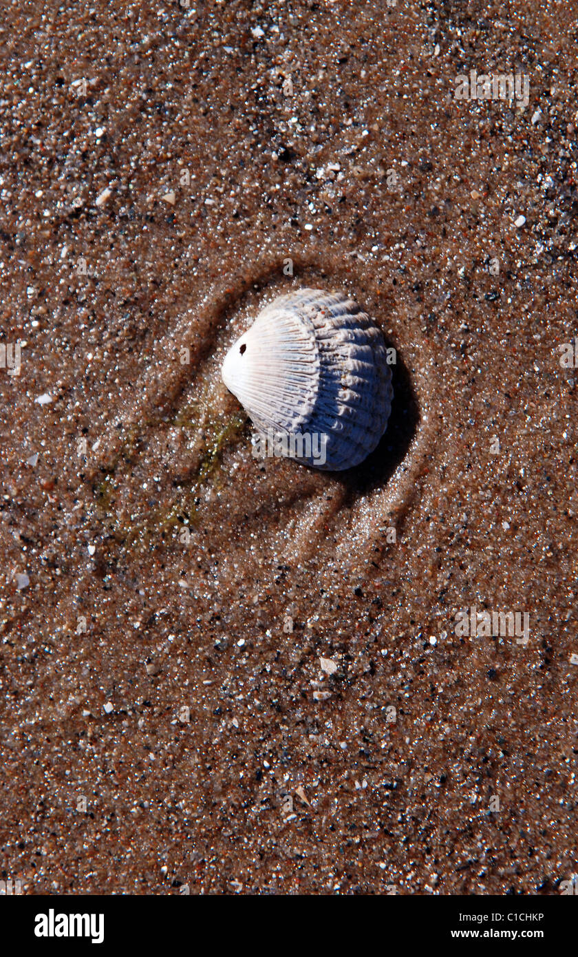 Weiße Muschel am feuchten Meer sand Stockfoto