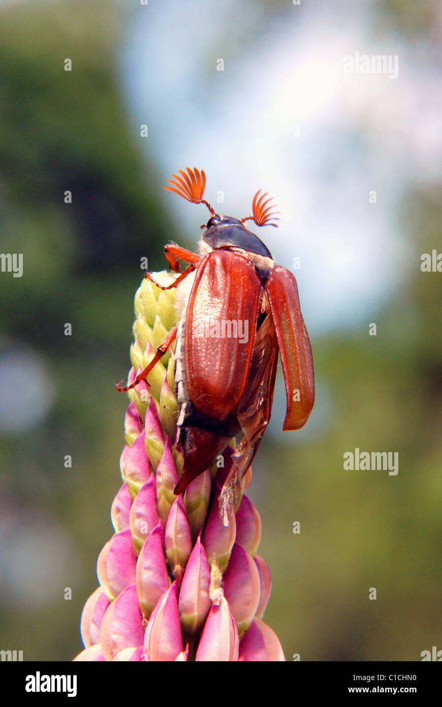 Maikäfer auf blühende Lupine bereitet sich auf fliegen Stockfoto