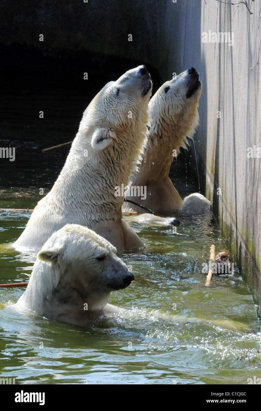 Eisbären in ihrem Gehege im Berliner Zoo nach dem Vorfall Berlin, Deutschland - 10.04.09 ** ** verwirrte Frau IN BEAR DRAMA Stockfoto
