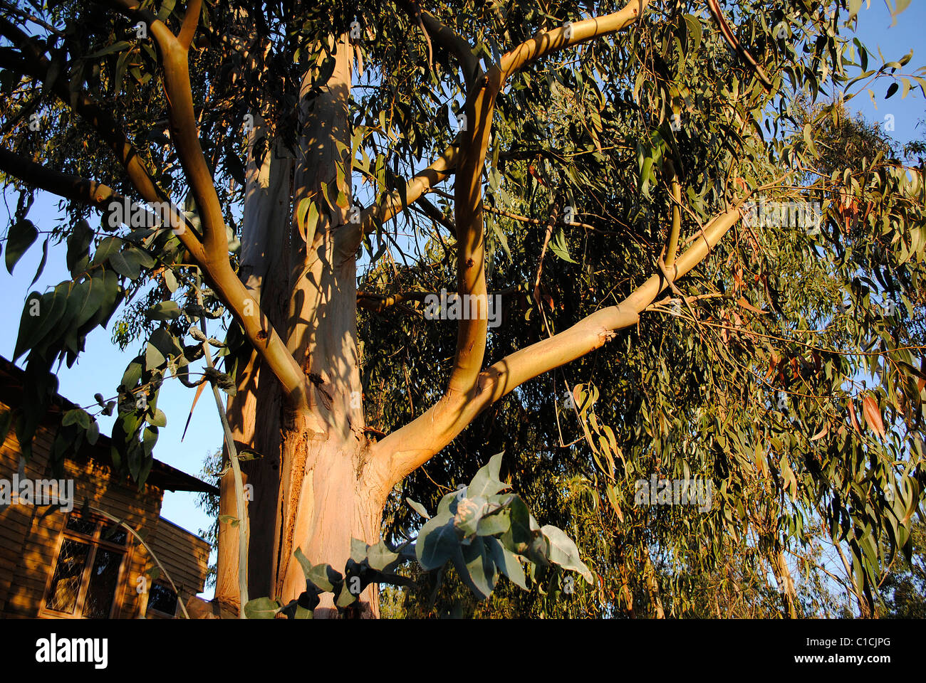 Baum von Eukalyptus, gibt das Abendlicht Leben und Kontrast. Stockfoto