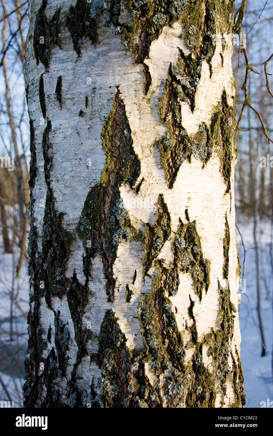 Schwarz-weiß-Textur der Birkenrinde Stamm Stockfoto