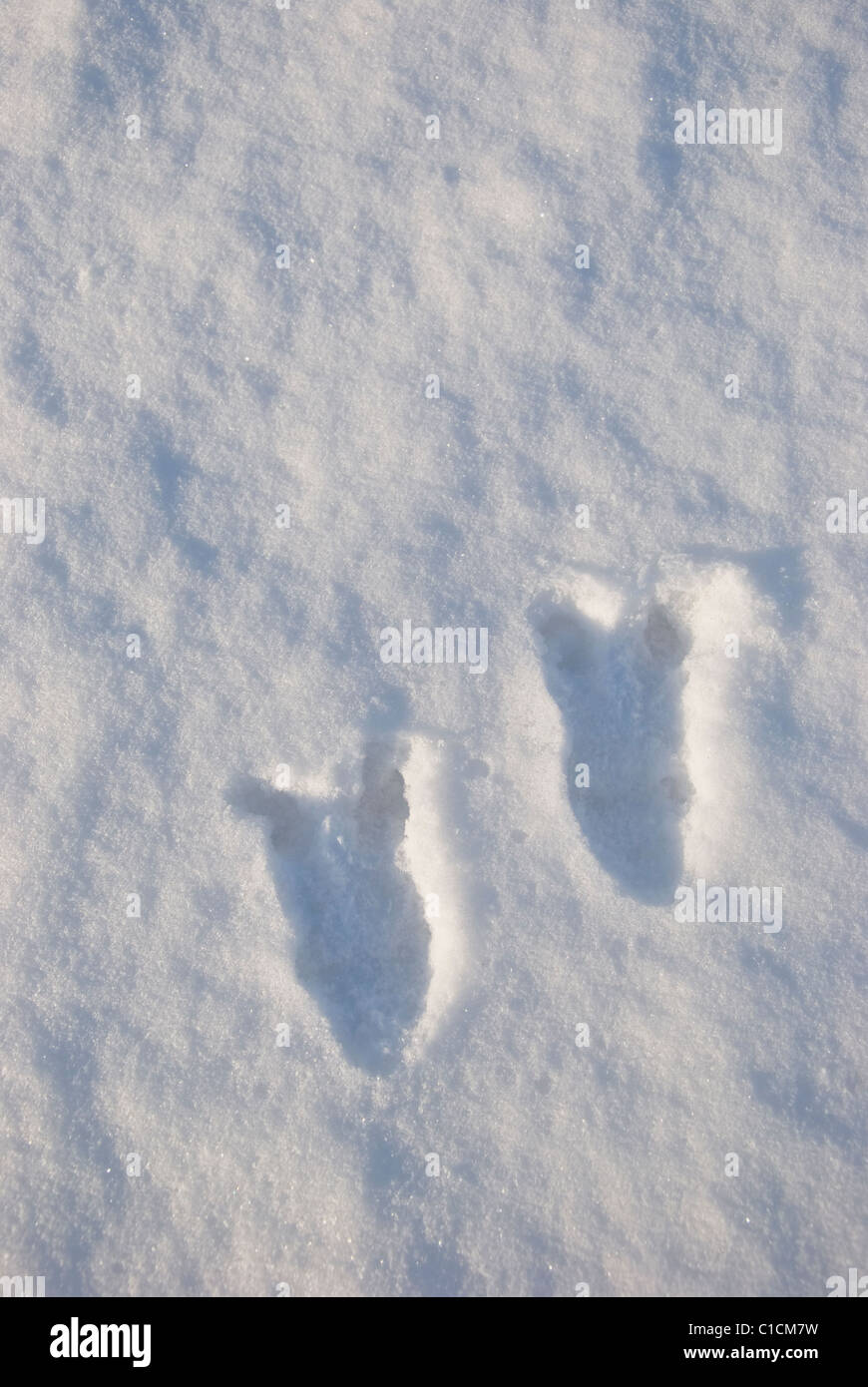 Zwei Hirsche Füße Abdrücke im Neuschnee. Verfolgen und jagen. Stockfoto