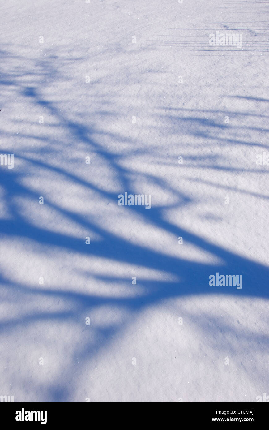 Geheimnisvolle blaue Baum Schatten auf dem Schnee Stockfoto