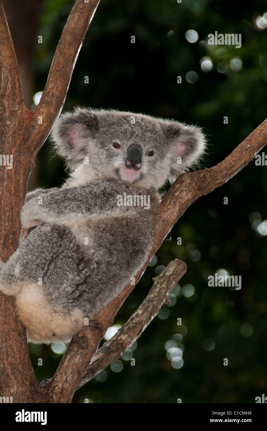 Koala, Currumbin Wildlife Sanctuary, Currumbin, Queensland, Australien. Stockfoto