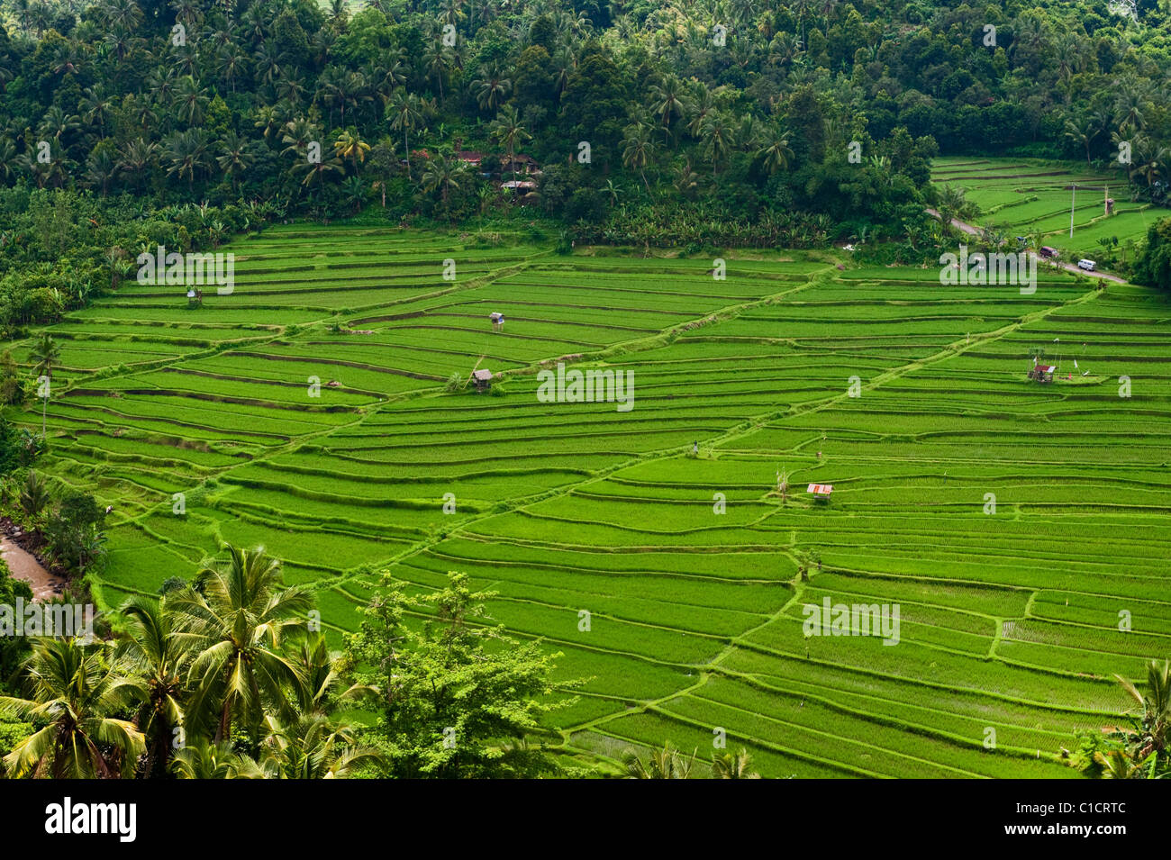 Die spektakulären grünen Reisterrassen von Bali, Indonesien. Stockfoto