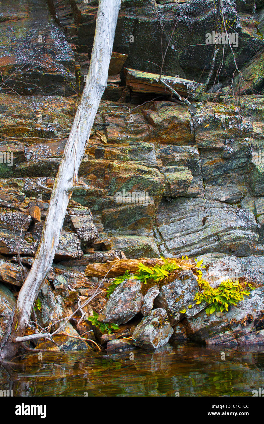 Rock und botanische Leben im nördlichen Ontario Lake Shore Stockfoto