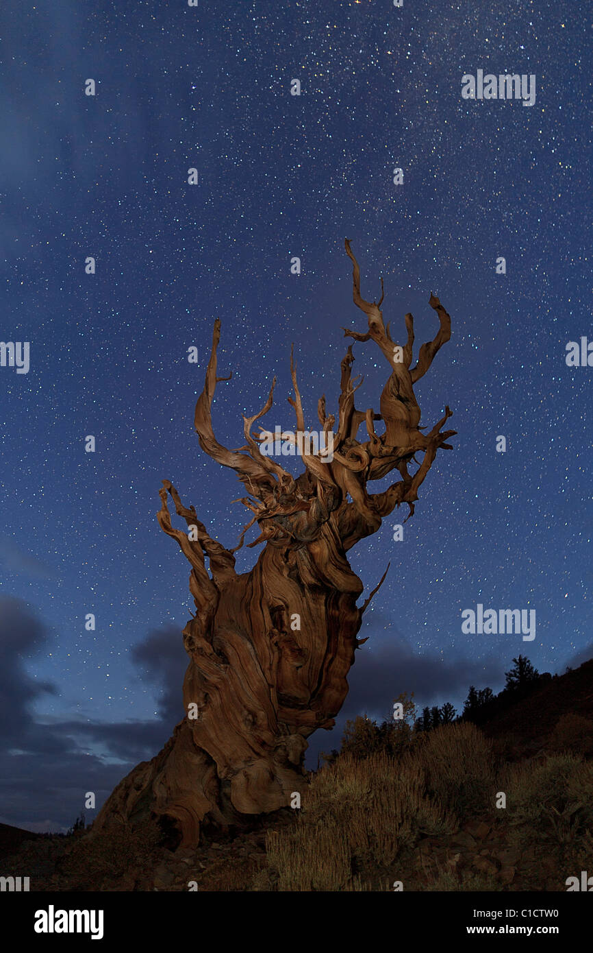 Einsamer Bristlecone Kiefer unter Sternenhimmel, Schulman Grove, White Mountains, Kalifornien, USA. Stockfoto