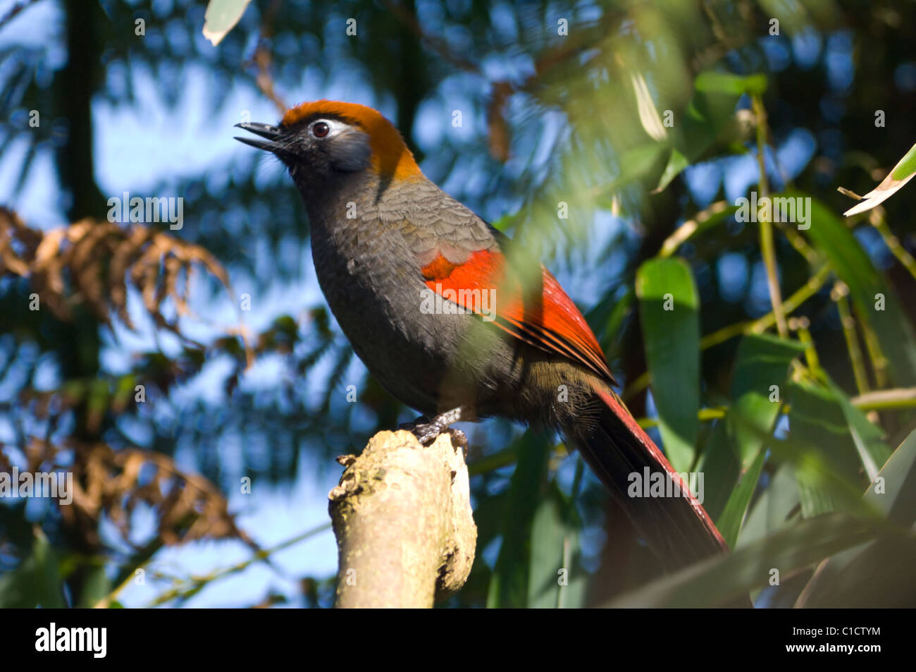 Rotschwanz-lachende Soor Trochalopteron Milnei in Gefangenschaft Stockfoto