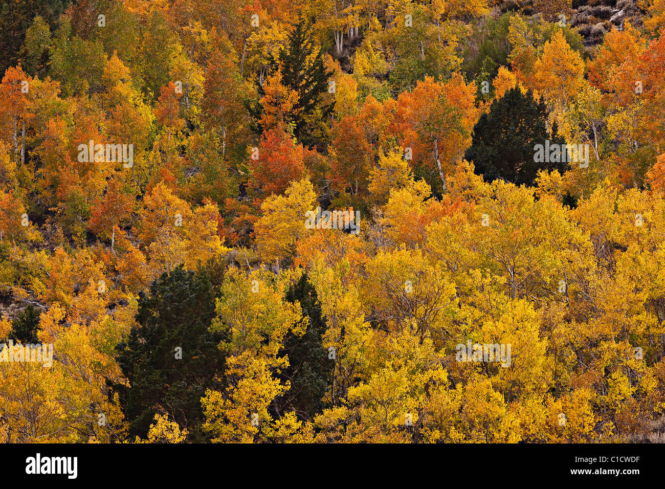 Ein Hang ist lebendig mit Herbstfarben in der Ost-Sierras Rock Creek Canyon, Kalifornien, USA Stockfoto
