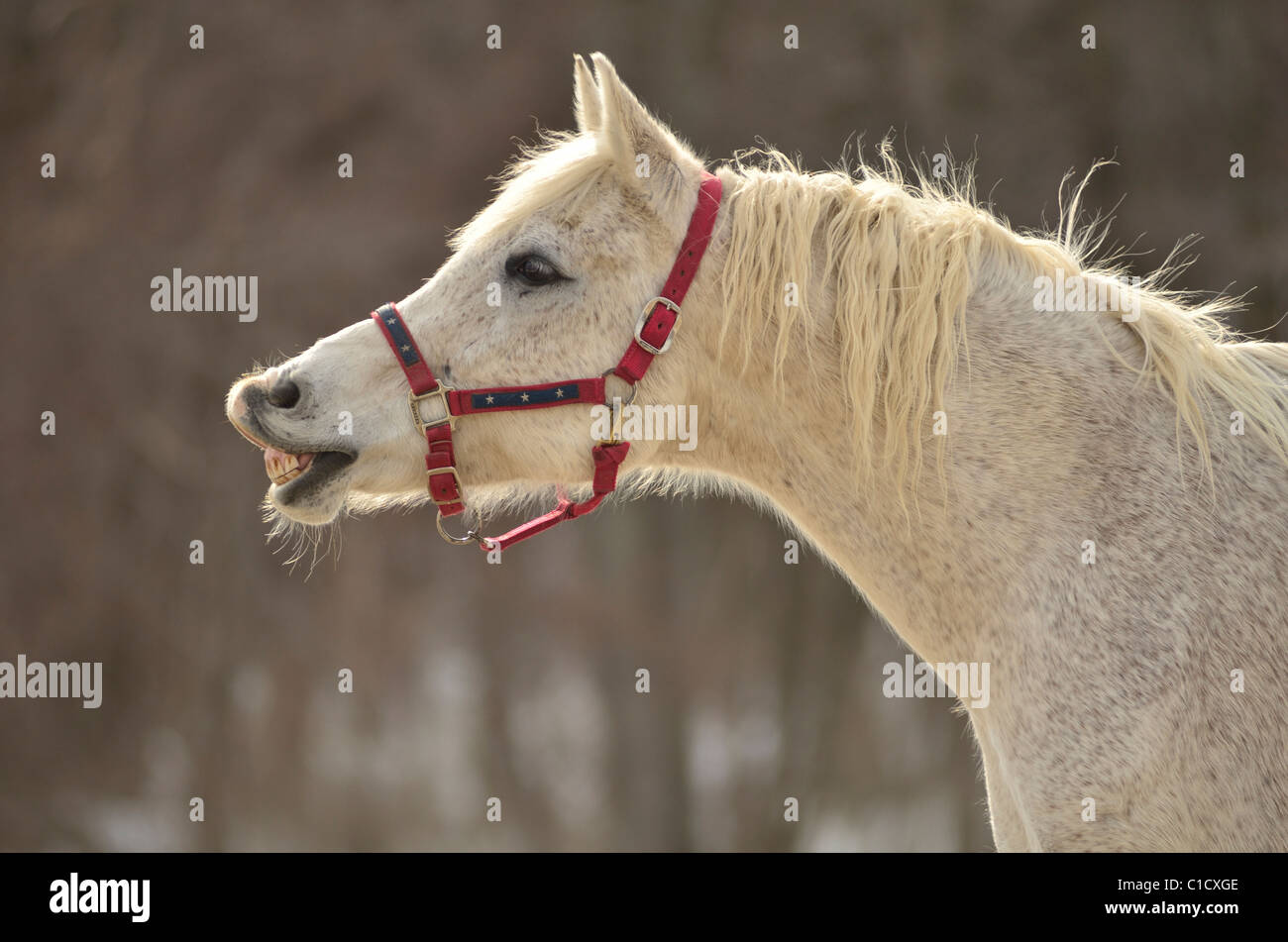 Ägyptische arabische Flehmen Antwort anzeigen Stockfoto