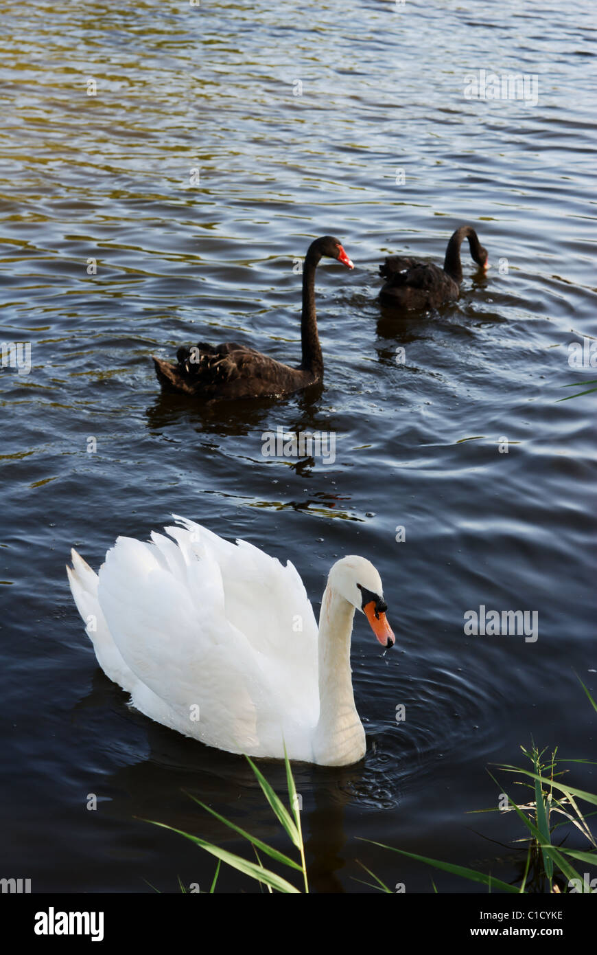 Eine weiße und zwei schwarze Schwäne auf dem dunklen Wasser Stockfoto