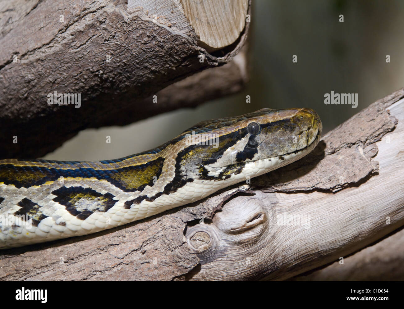 Burmesischen Python Python aus Bivittatus in Gefangenschaft Stockfoto