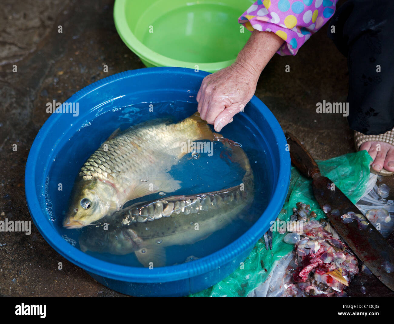 Sehr frischer Fisch zum Verkauf auf Markt in Hanoi, Vietnam Stockfoto