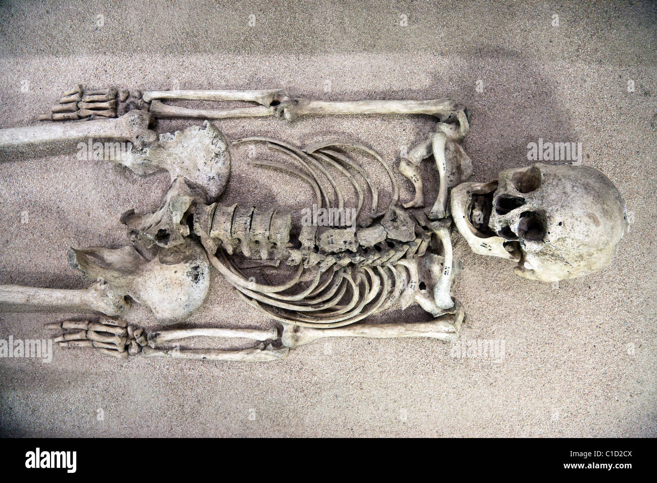Skelett Ausgegraben Aus Pre Columbian Grab Angezeigt Im Museum Im Archaologischen Ruinen Der Alten Zapotecl Stadt Von Monte Alban Stockfotografie Alamy