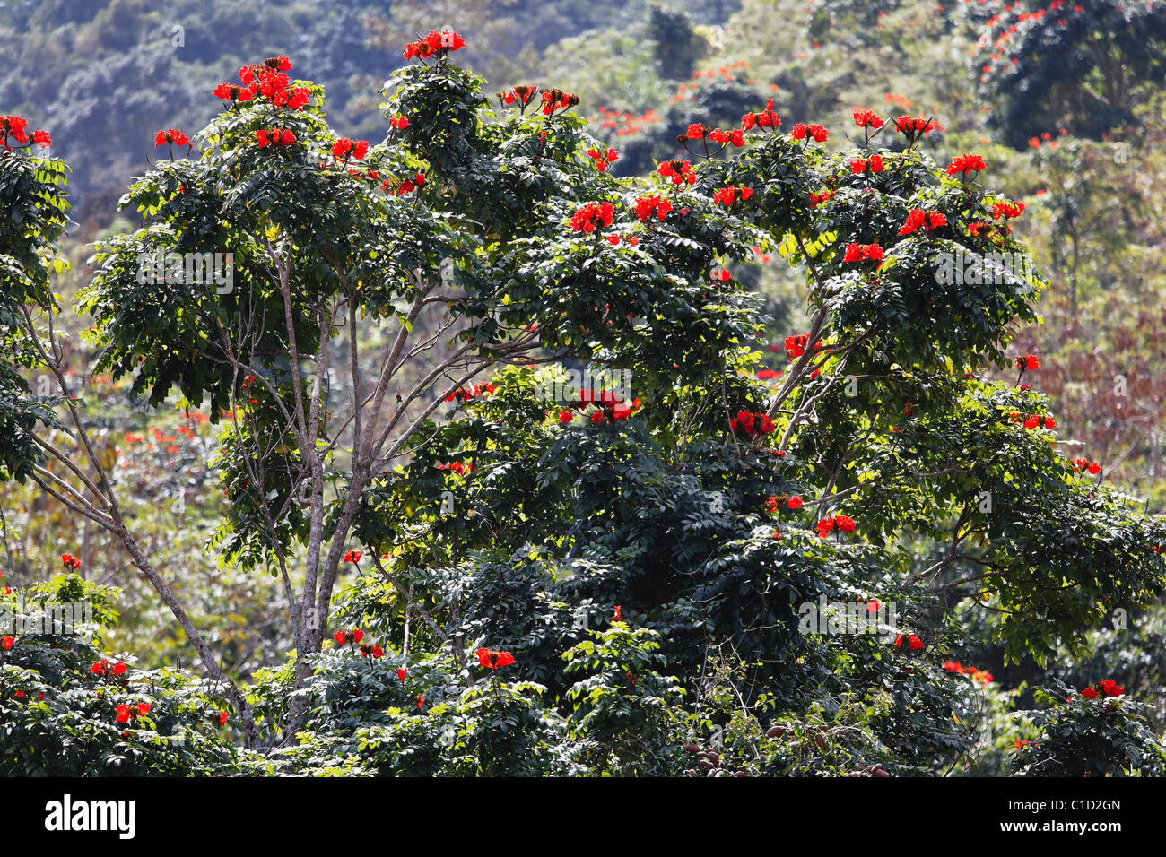 Nahaufnahme von einem blühenden afrikanischen Tulpenbaum, Gurabo, Puerto Rico Stockfoto