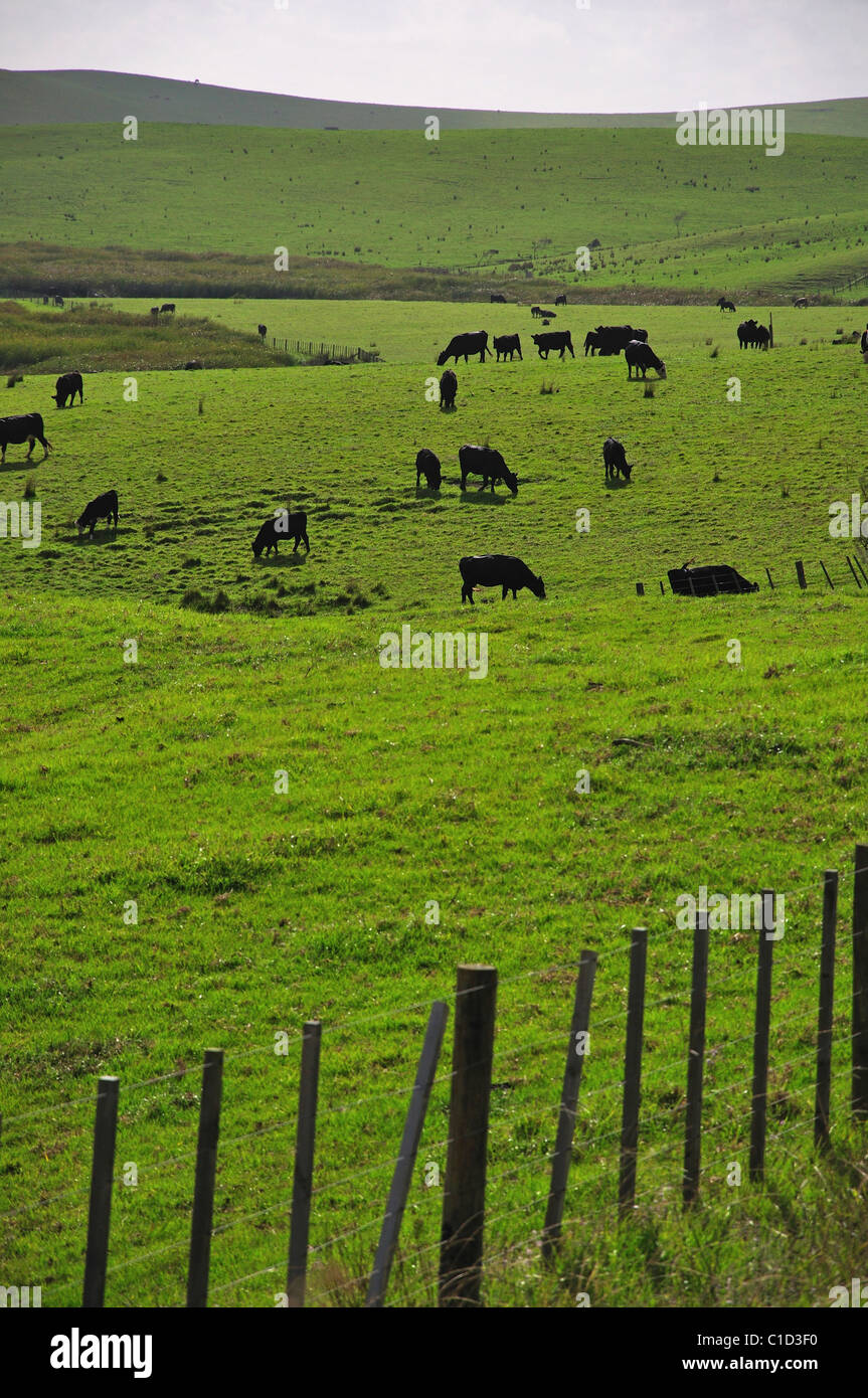 Eine hügelige Landschaft mit Vieh in der Nähe von Kaikohe, Region Northland, Nordinsel, Neuseeland Stockfoto