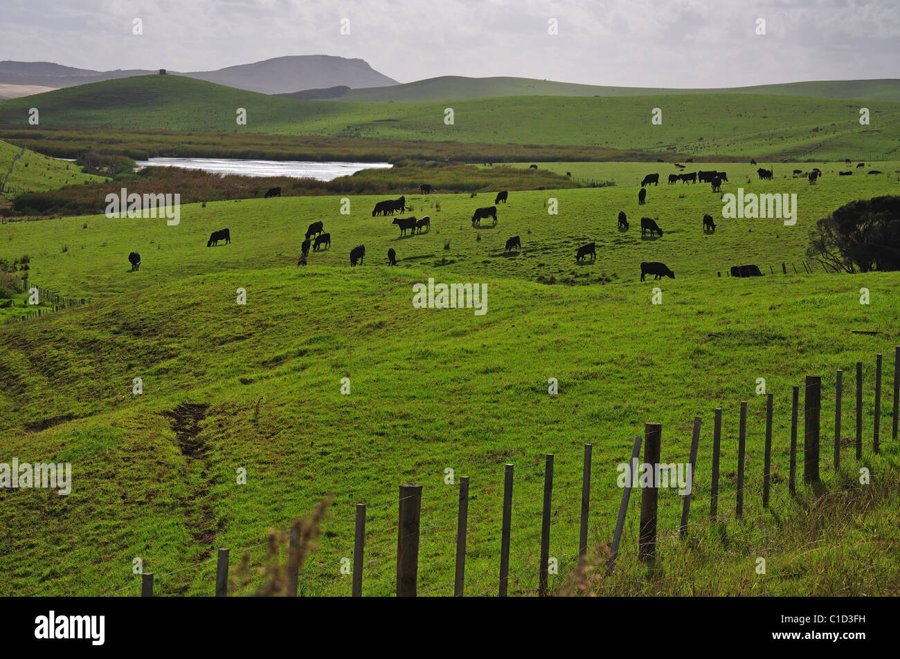 Eine hügelige Landschaft mit Vieh in der Nähe von Kaikohe, Region Northland, Nordinsel, Neuseeland Stockfoto