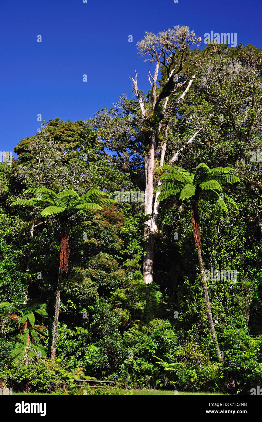Native Bush und Kauri Baum, Waipoua Forest, Northland Region, North Island, Neuseeland Stockfoto